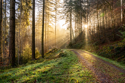 Unterwegs im Schwarzwald bei Sonnenaufgang - Florian Schäfer